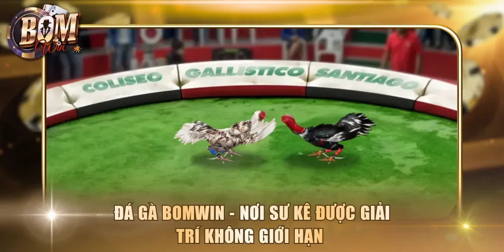 Đá gà Bomwin